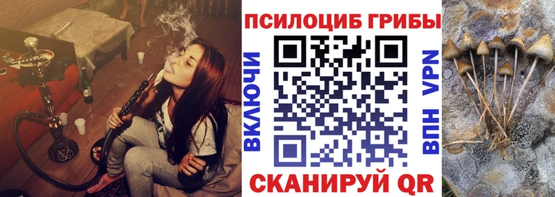 купить цена Тотьма Псилоцибиновые грибы Psilocybe